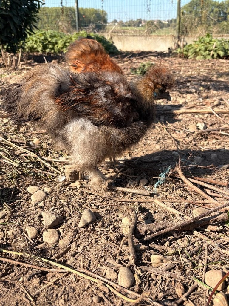 Zijdehoen haantjes, Dieren en Toebehoren, Mannelijk, Kip