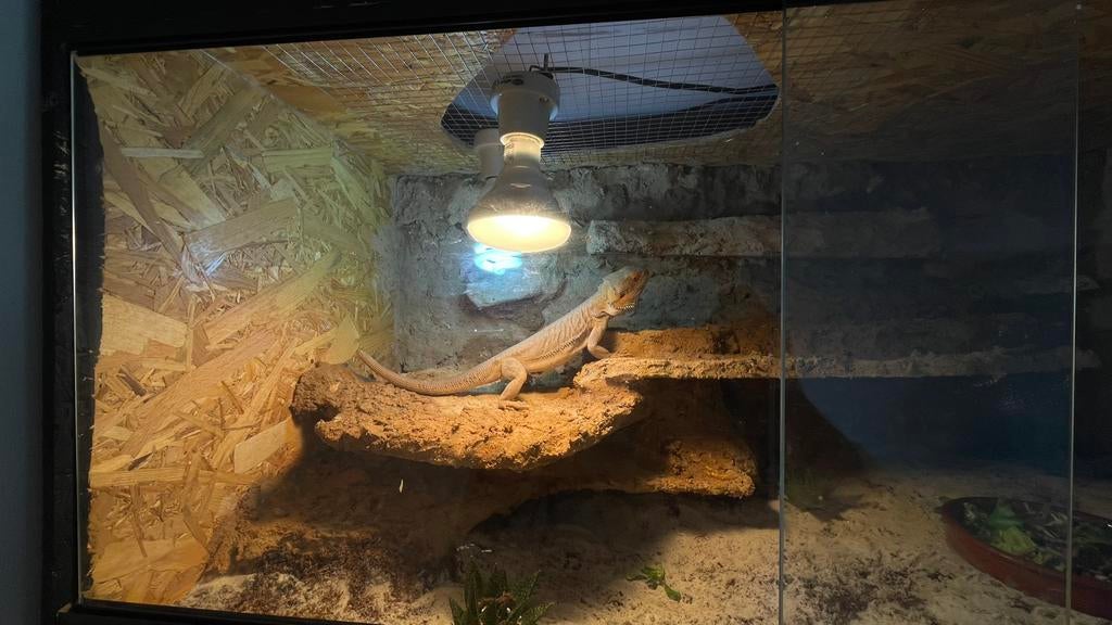 Baardagaam + terrarium, Dieren en Toebehoren, Hagedis, Met terrarium, 0 tot 2 jaar