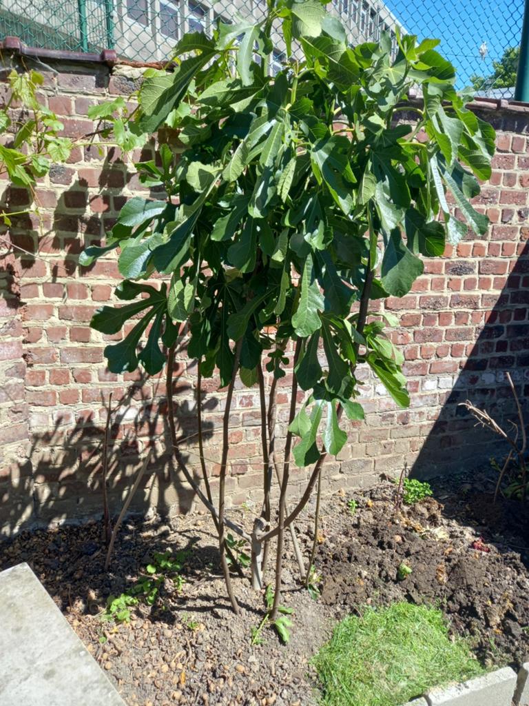figuier 2m hauteur, Tuin en Terras, Planten | Fruitbomen