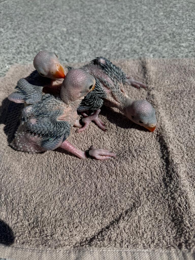 Jonge halsbandparkieten, Dieren en Toebehoren, Tam