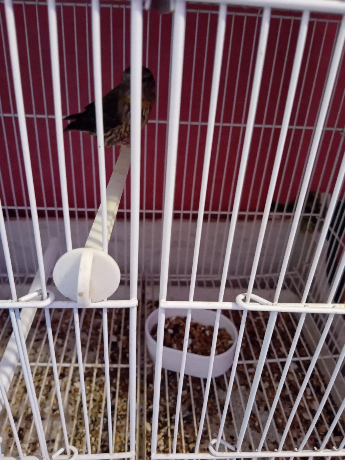Koppel kruisbek 25 met 1 jongen, Animaux & Accessoires, Oiseaux | Oiseaux Autre