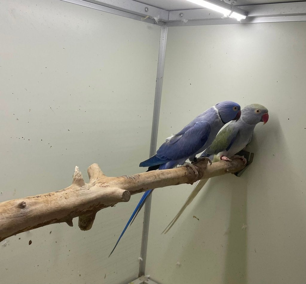 kweekkoppel halsbandparkieten opaline wkws, Dieren en Toebehoren, Parkiet