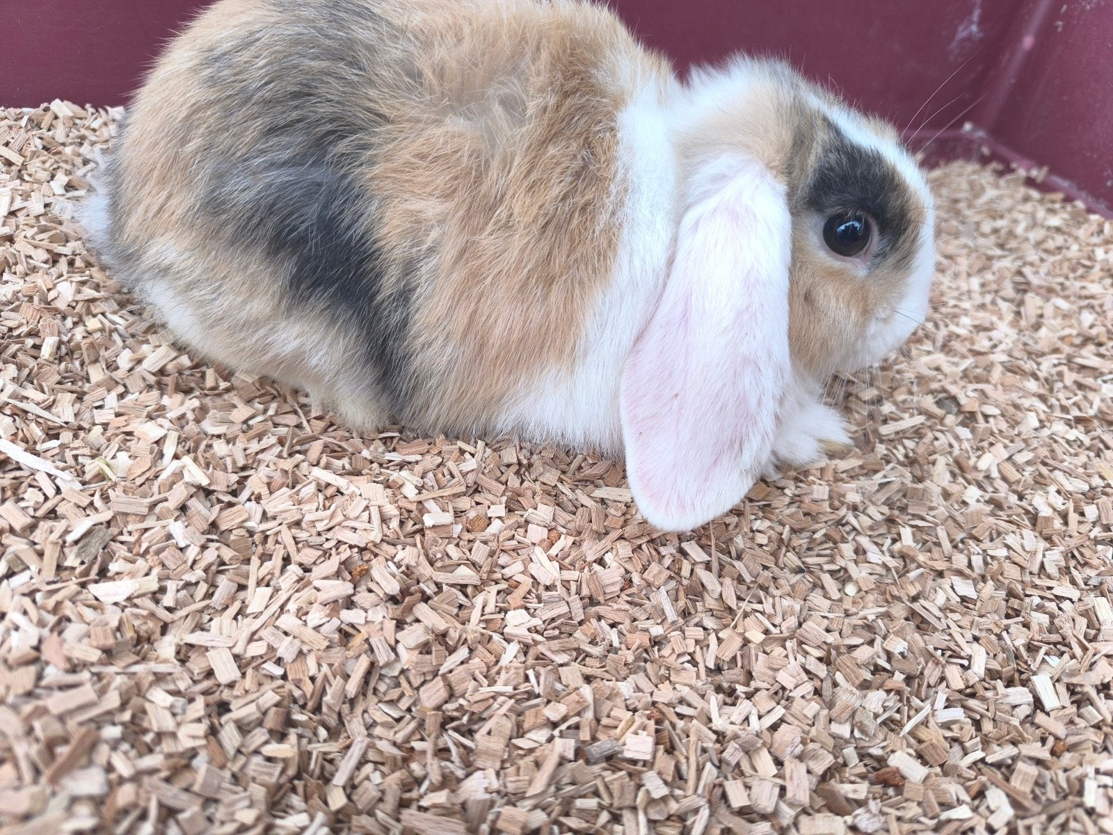 Minilopje meisje, Animaux & Accessoires, Lapins