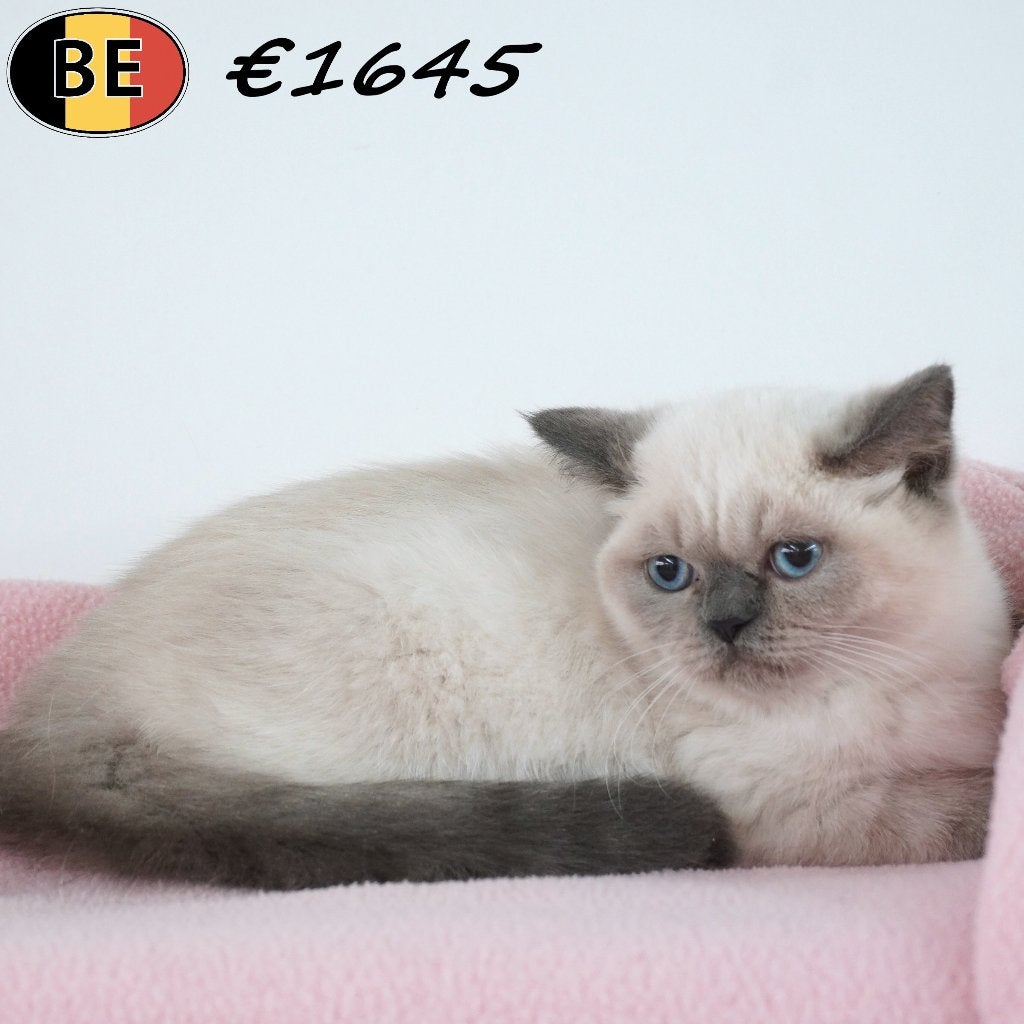 Britse Korthaar, leuke kittens te koop (Belgisch), Dieren en Toebehoren, Meerdere dieren, Gechipt, 0 tot 2 jaar