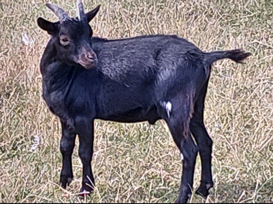 Gecastreerde dwergbok., Dieren en Toebehoren, Schapen, Geiten en Varkens, Mannelijk, Geit, 0 tot 2 jaar