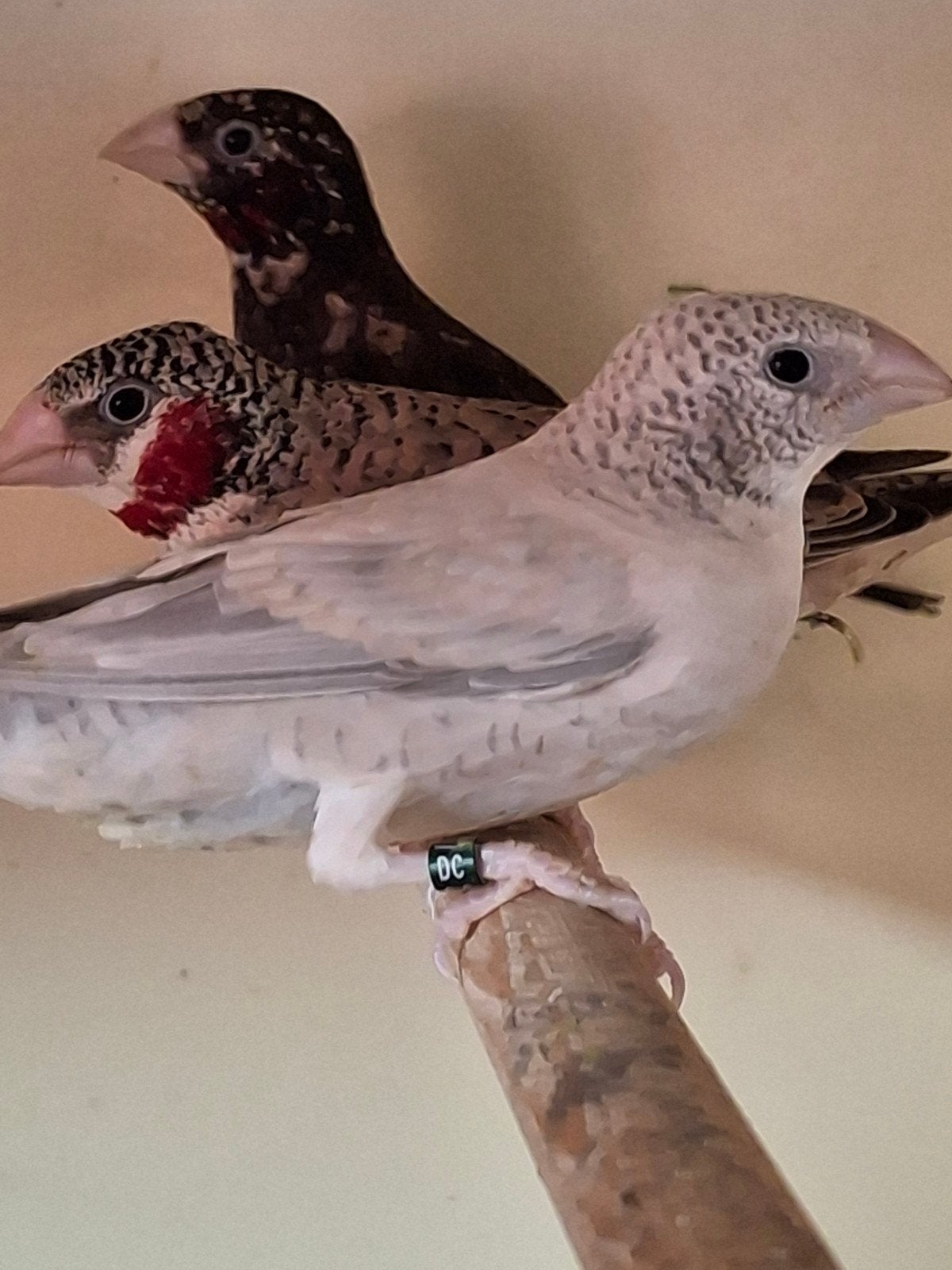Bandvinken, Dieren en Toebehoren, Vogels | Overige Vogels, Geringd