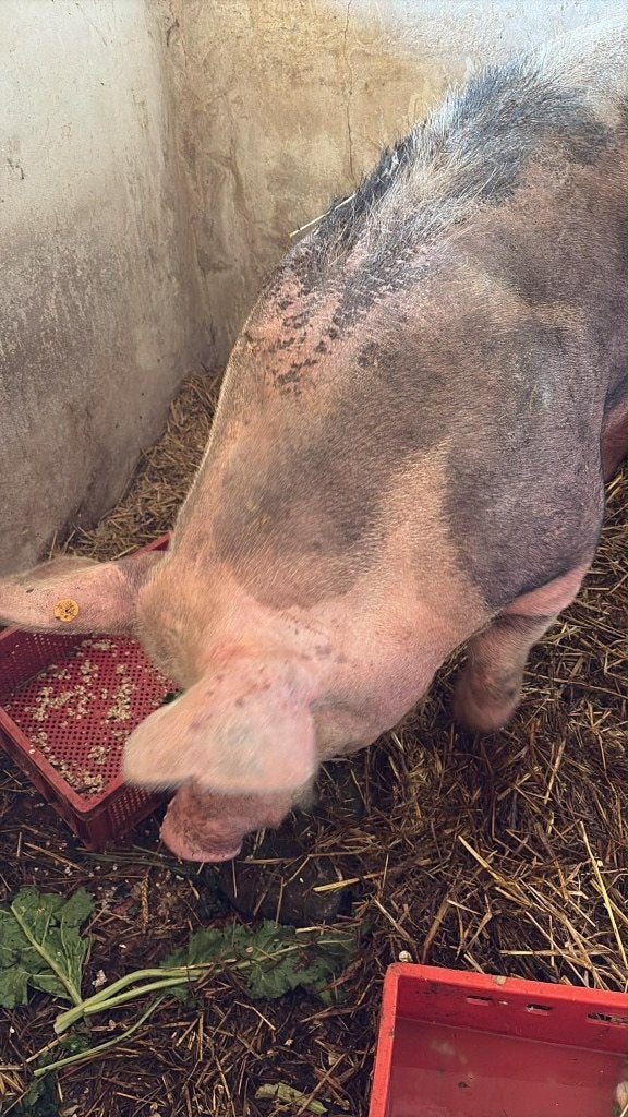 Cochon, Animaux & Accessoires, Moutons, Chèvres & Cochons, Mâle, Porcs, 3 à 5 ans