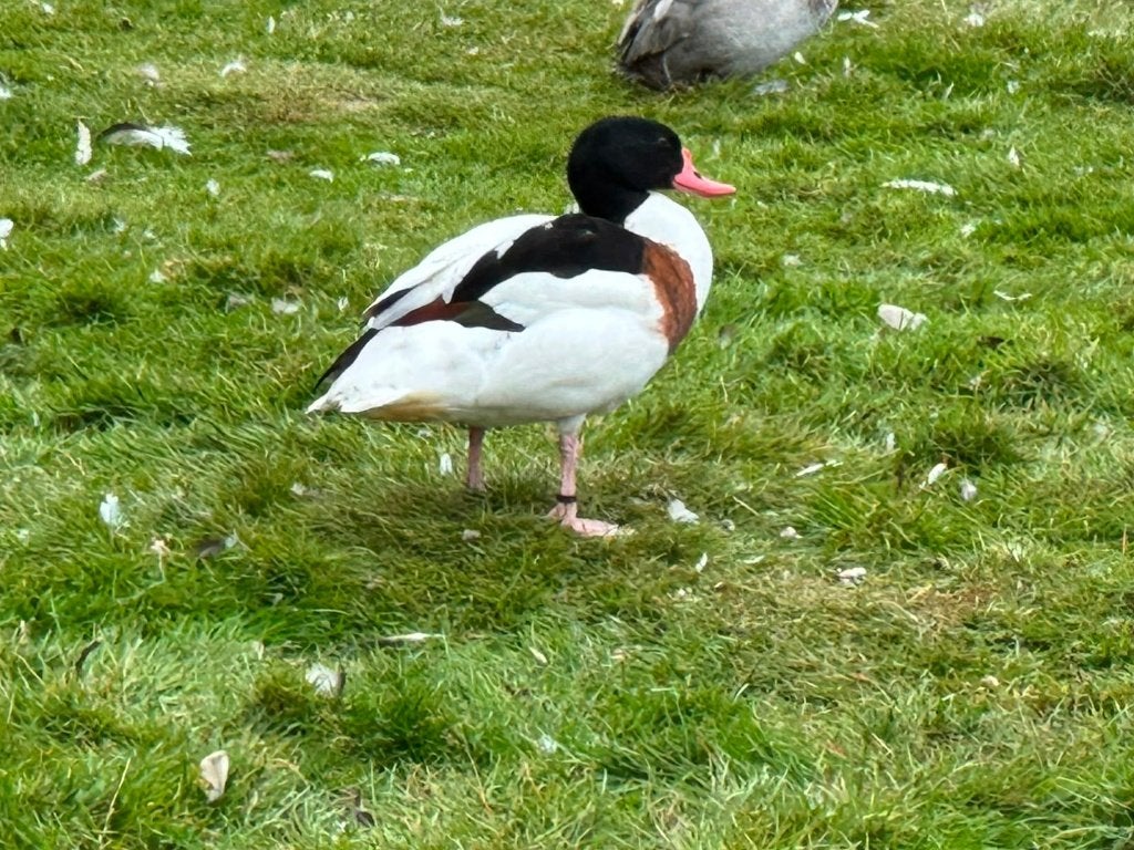 Manenganzen, bergeenden, Dieren en Toebehoren, Meerdere dieren, Tropenvogel, Tam