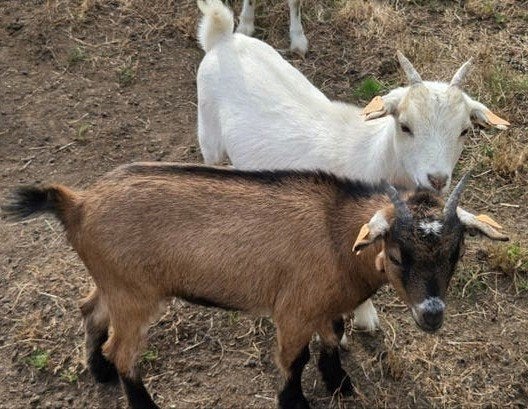 twee dwerggeit broertjes, gecastreerde bokjes, Mannelijk, Geit, 0 tot 2 jaar