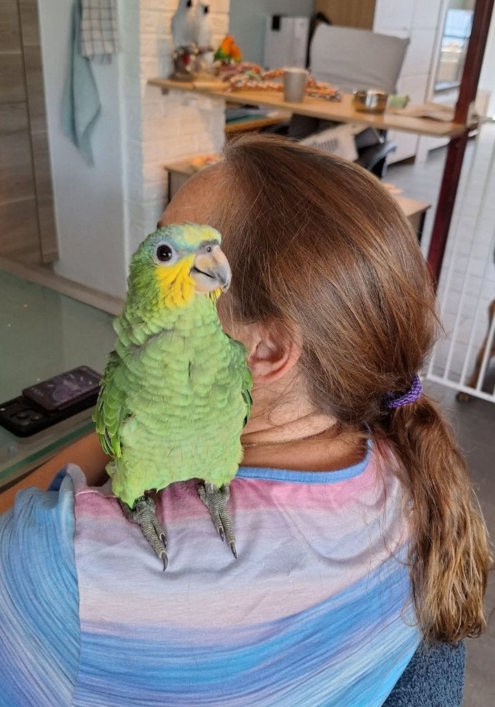 Tamme baby Amazone papegaai 9 weken, Dieren en Toebehoren, Vogels | Parkieten en Papegaaien, Geslacht onbekend, Papegaai, Tam