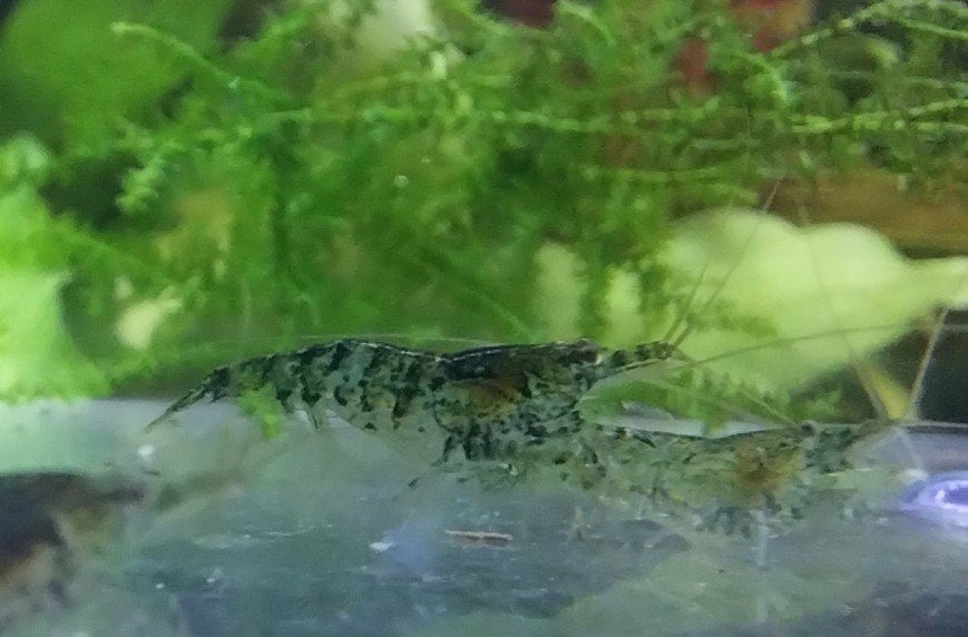 Neocaridina de couleur sauvage avec des lignes sombres