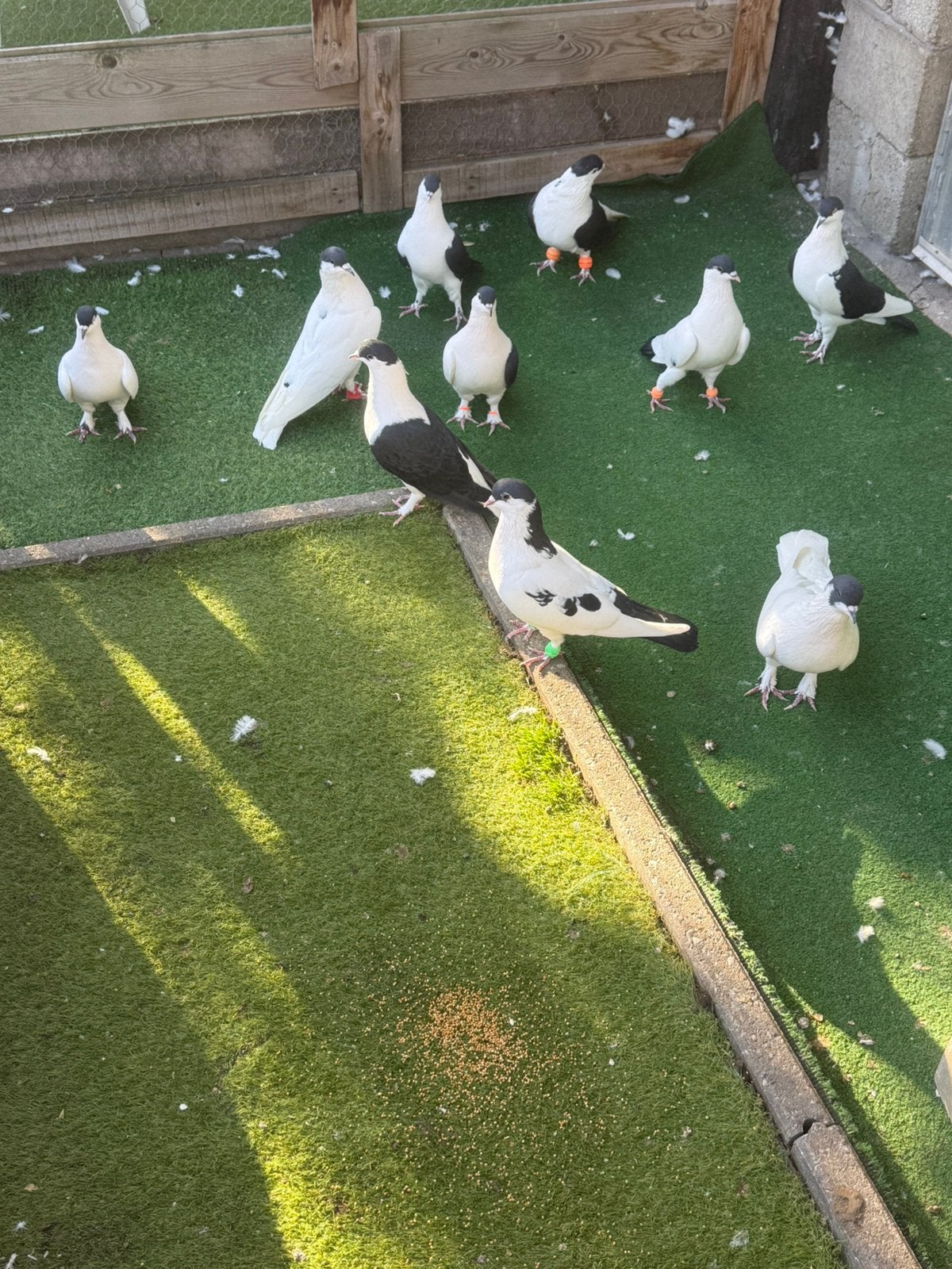 Afghaanse duiven, Dieren en Toebehoren