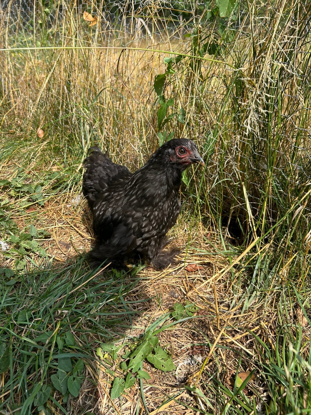 Cochin hen zwart, Femelle, Poule ou poulet