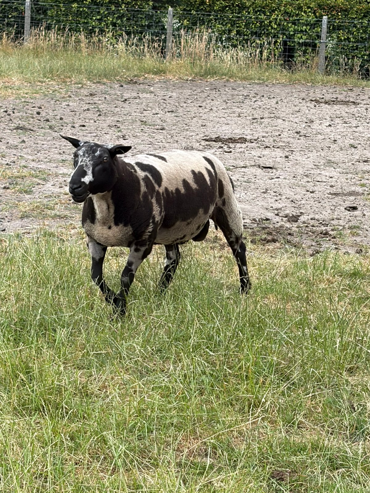 Baggerbonte ram, Animaux & Accessoires, Mâle, Mouton, 0 à 2 ans