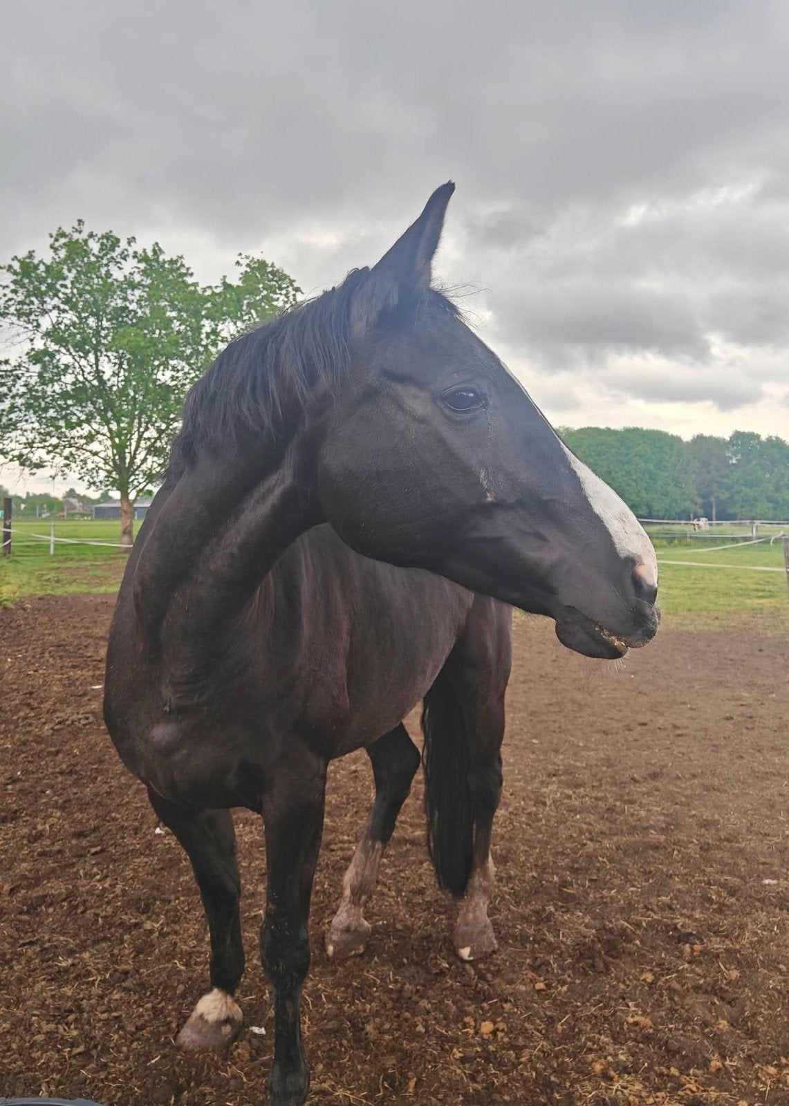 Ervaren halve stal gezocht (Rumst/Kontich), Dieren en Toebehoren, Paarden