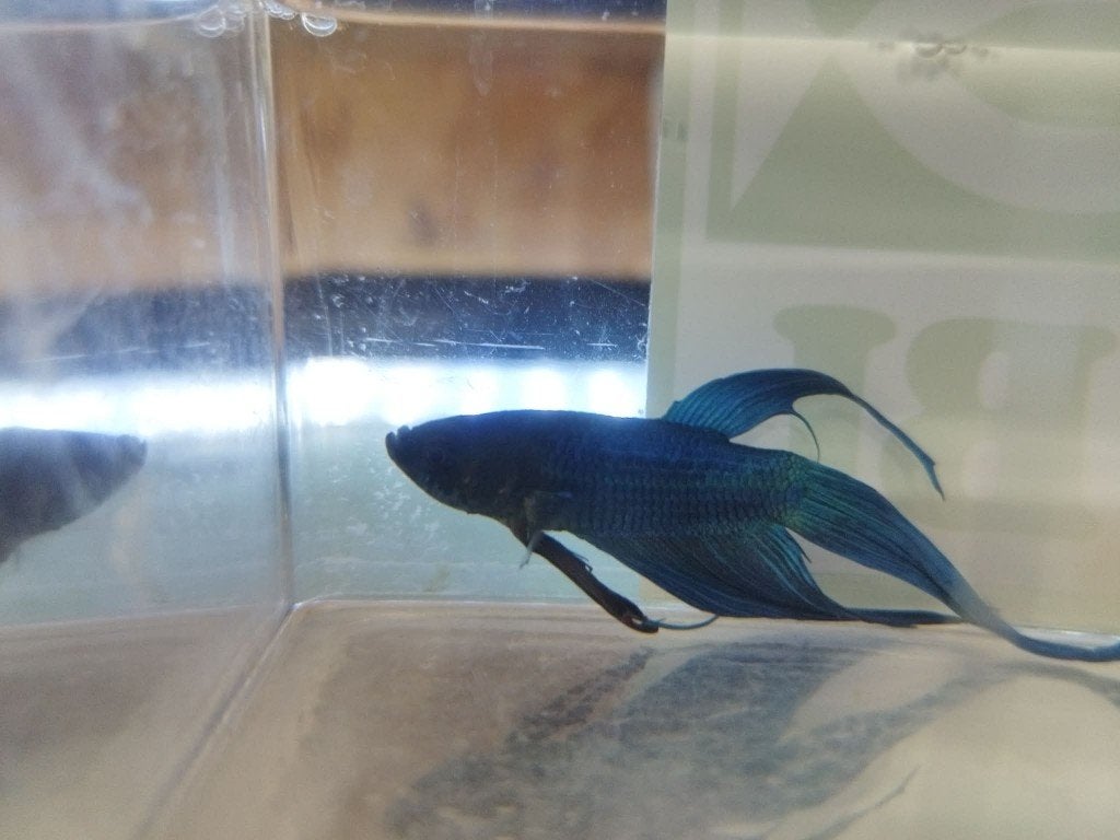 Betta veiltail, Vis, Zoetwatervis