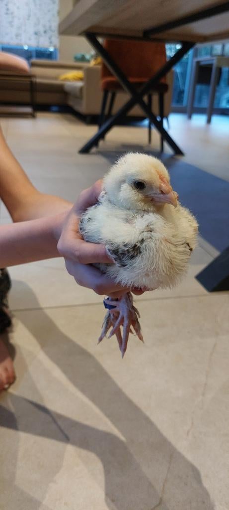 Duitse faverolle handtamme haantjes, Dieren en Toebehoren, Mannelijk, Kip