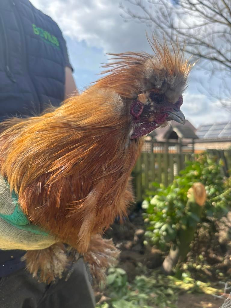 Zijdehoen haan, Dieren en Toebehoren, Pluimvee, Mannelijk, Kip