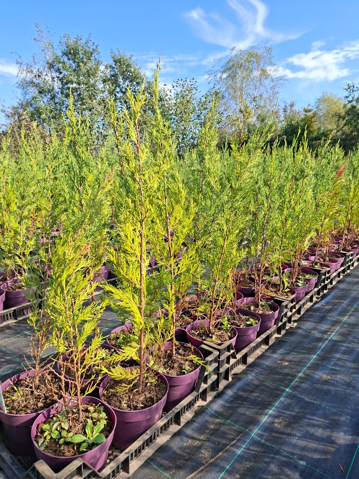 leylandii 2001, Ophalen, Vaste plant, Volle zon