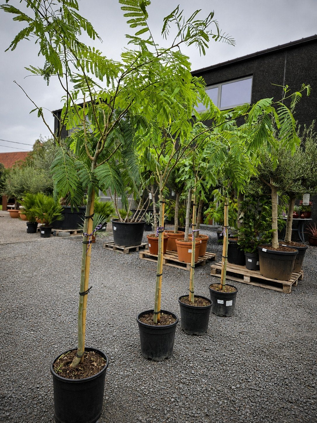 Albizia Julibrissin Ombrella - Perzische slaapboom, Tuin en Terras, Ophalen