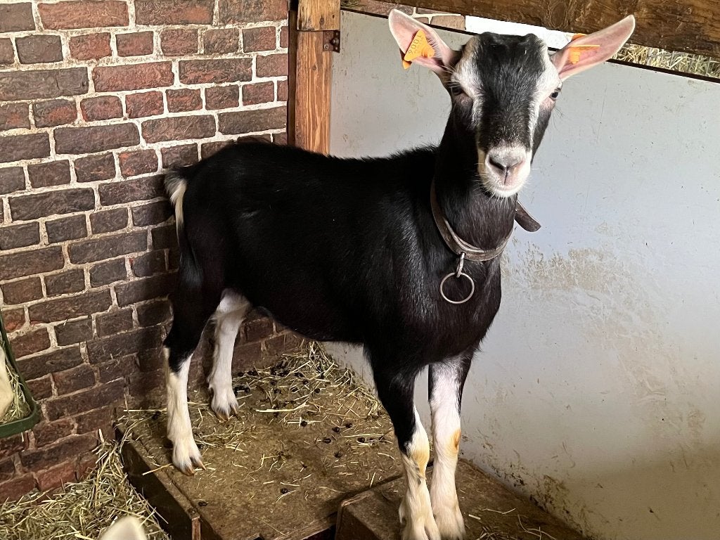 geiten, Dieren en Toebehoren, Schapen, Geiten en Varkens, Mannelijk, Geit, 0 tot 2 jaar