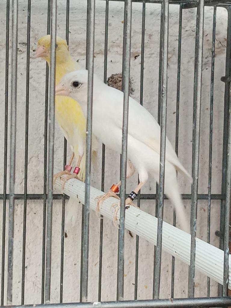 Canaris hoso japs 2025 et 2026