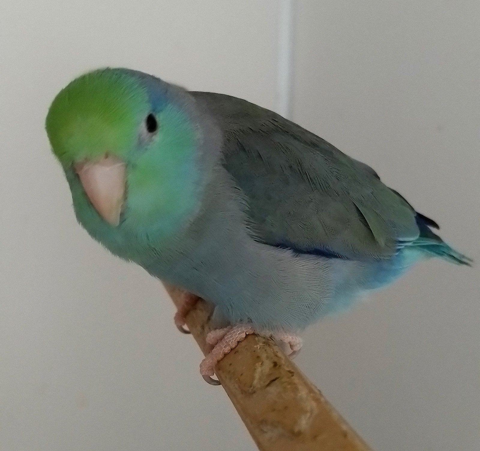 Forpussen Turquoise 2026, Animaux & Accessoires, Oiseaux | Perruches & Perroquets, Bagué