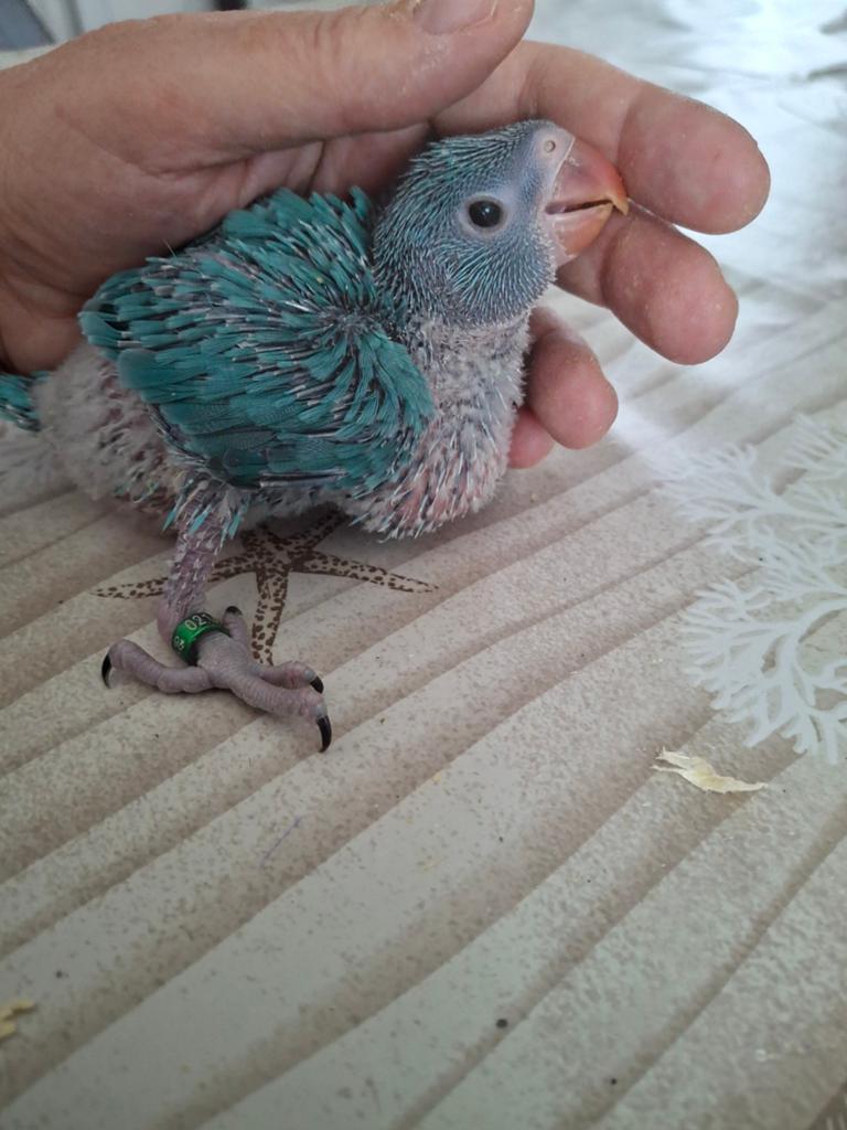 Handtamme baby halsbandparkiet, Dieren en Toebehoren, Vogels | Parkieten en Papegaaien, Pratend