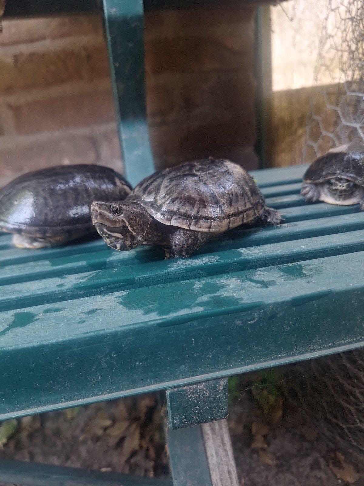 Kweekgroep muskus schildpadden, Animaux & Accessoires, Reptiles & Amphibiens