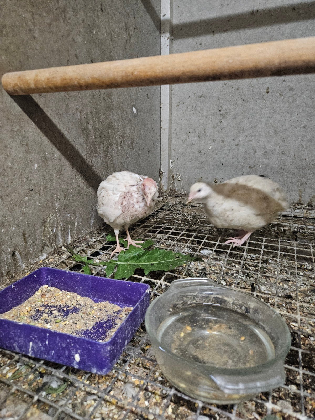 Japanse kwartels, Dieren en Toebehoren, Pluimvee