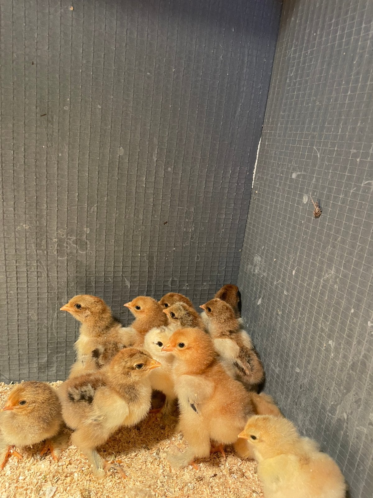 Kuikens brahma, Dieren en Toebehoren, Pluimvee