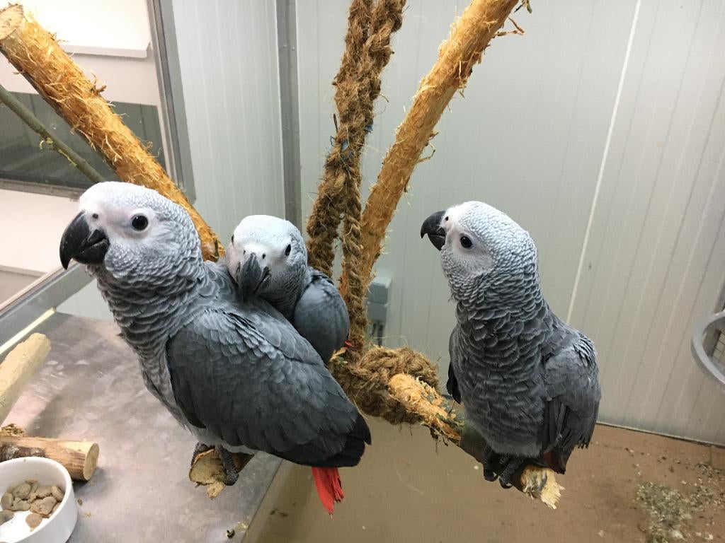 gris du Gabon EAM, Plusieurs animaux, Perroquet, Domestique
