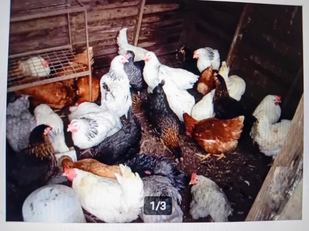 Poules pondeuses Brakel, Enlèvement