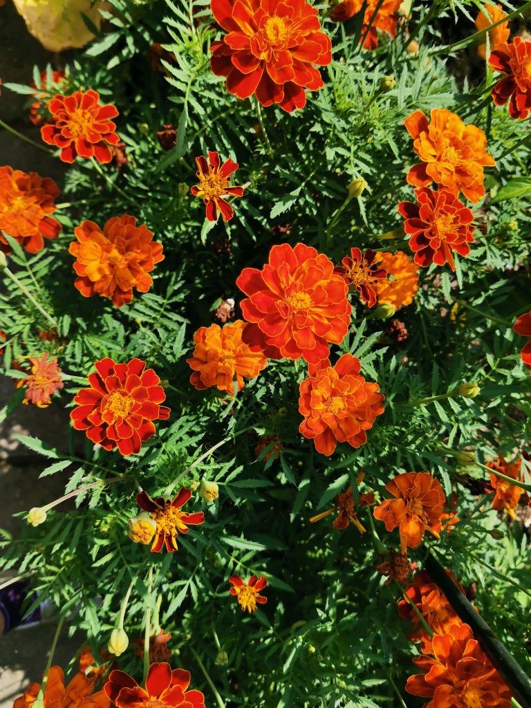 20 zaden Tagetes patula x erecta 'Konstance', Verzenden, Zaad