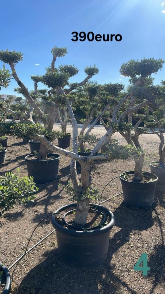 ‼️olijfboom olea europaea plato aan stuntprijzen ‼️, Enlèvement, Olivier