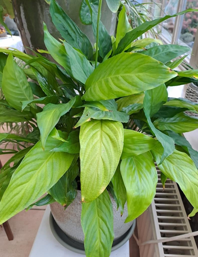 Lepelplant in pot met doorsnede van 20 à 25 cm, Huis en Inrichting, Kamerplanten, Ophalen, Overige soorten, In pot, Minder dan 100 cm