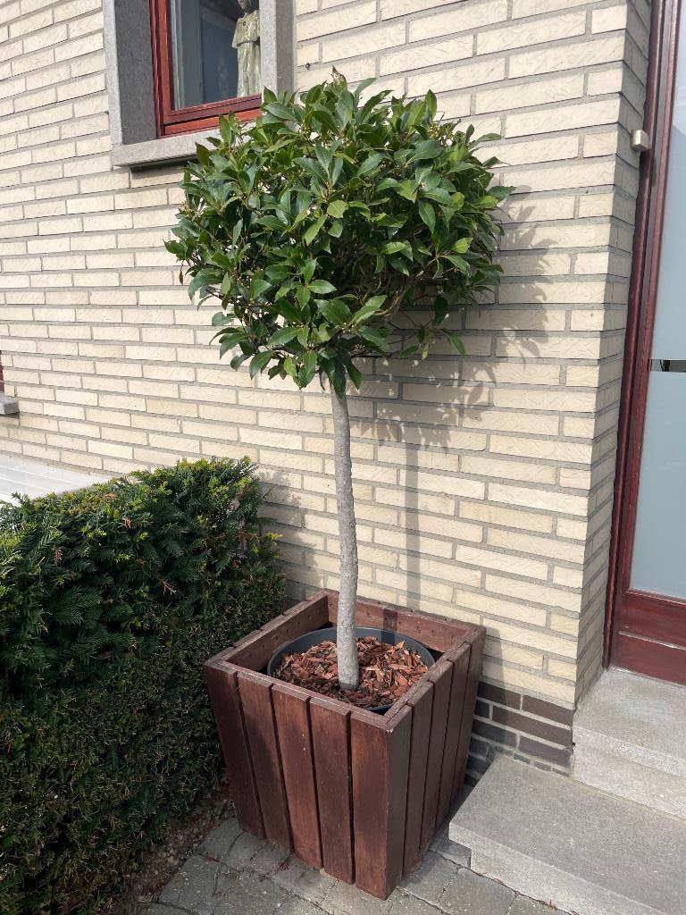 Laurierbomen, Tuin en Terras, Ophalen