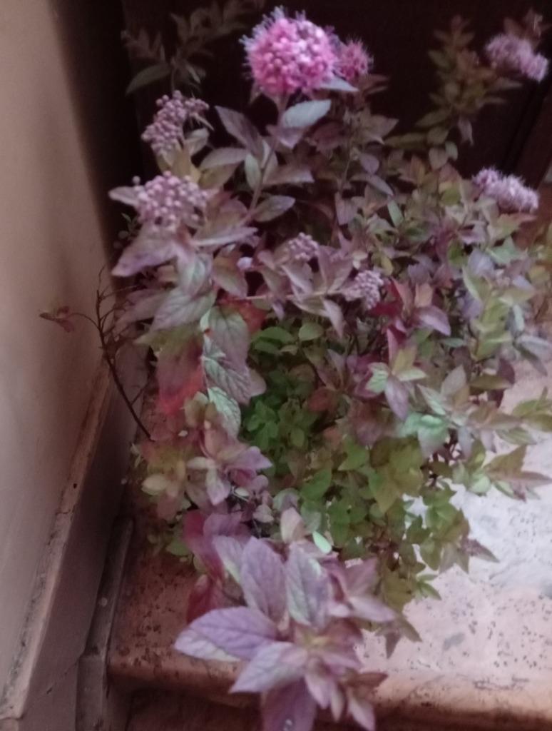 Spiree du japon, Jardin & Terrasse, Enlèvement