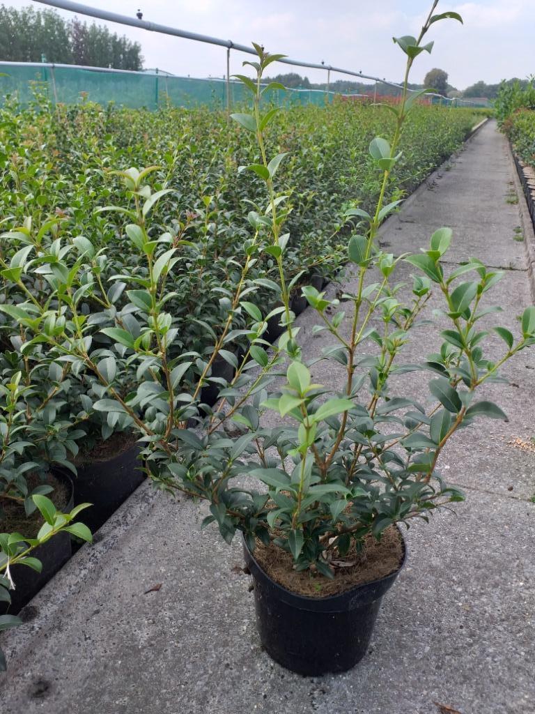 Osmanthus burkwoodii / schijnhulst, Ophalen
