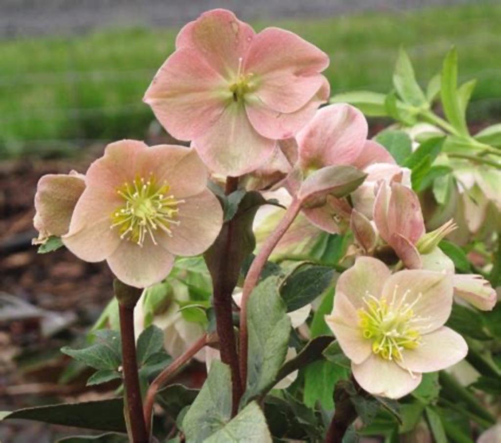 Helleborus, Tuin en Terras, Planten | Tuinplanten, Ophalen