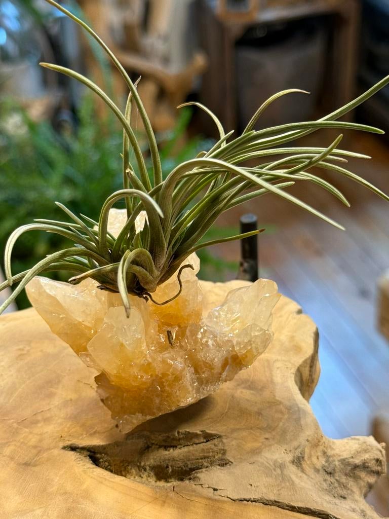 Tillandsia sur Aragonite - création unique, Maison & Meubles, Plantes d'intérieur, Enlèvement ou Envoi