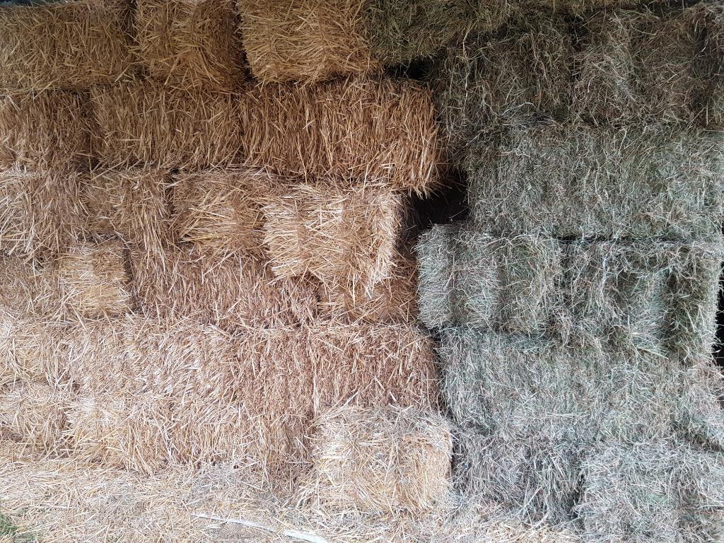 foin et paille à vendre, Dieren en Toebehoren, Dierenvoeding, Ophalen