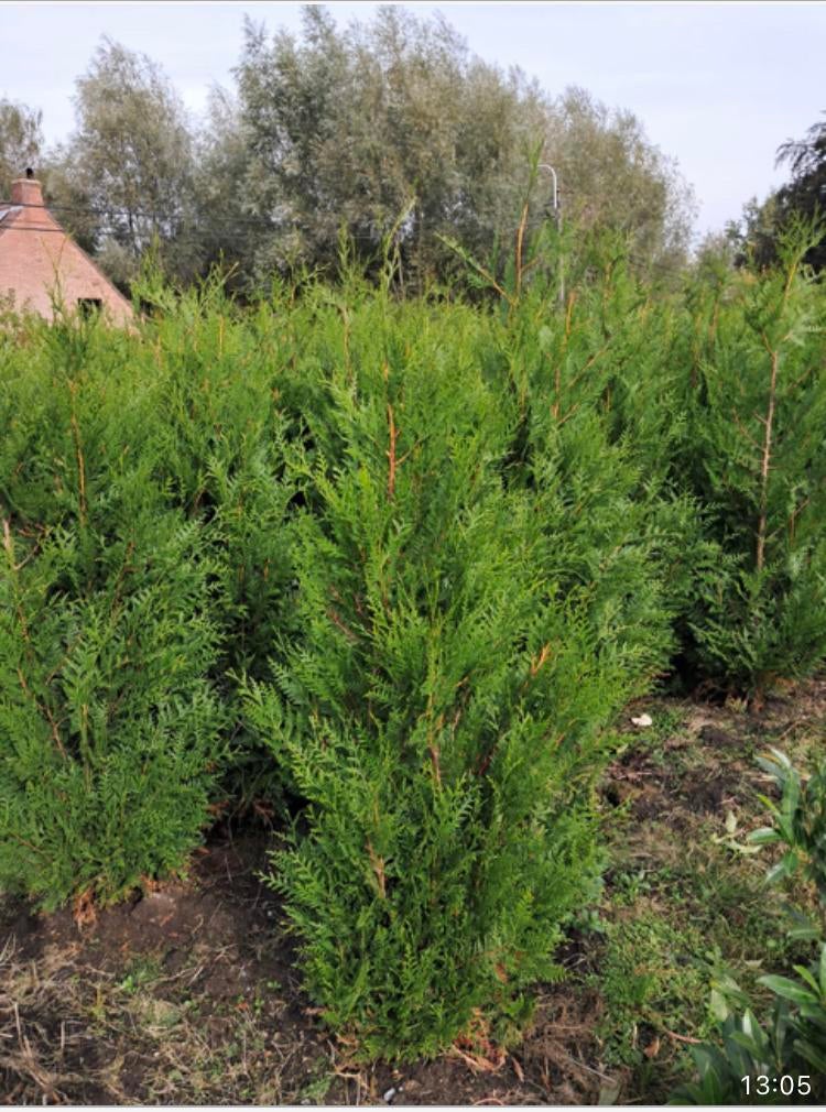 Thuya plicata ‘Atrovirens’ haagplant levensboom, Tuin en Terras, Ophalen, Haag