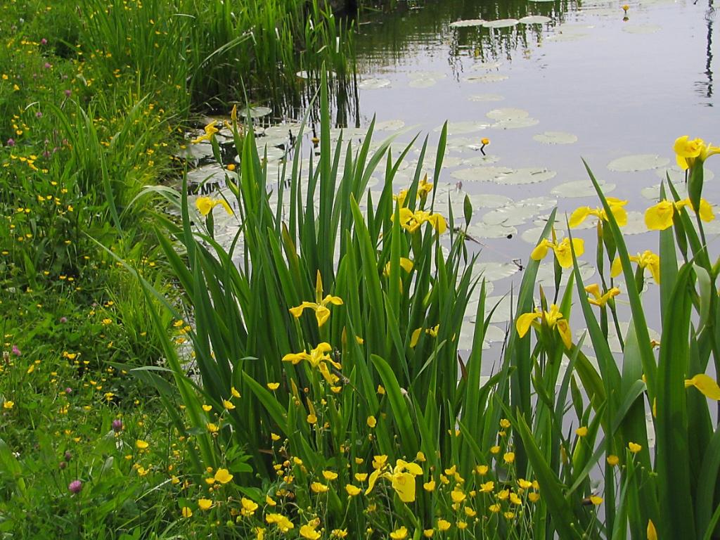 Gele lis, Tuin en Terras, Ophalen