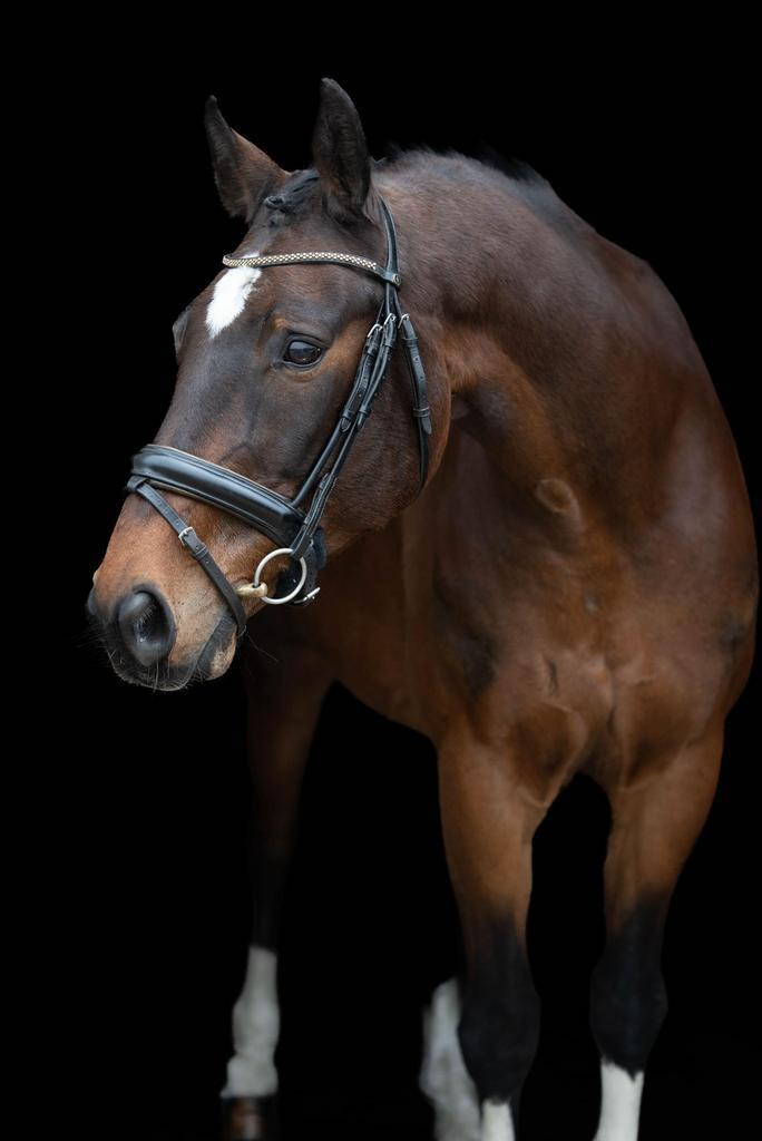 Betrouwbare 17 jarige ruin, Dieren en Toebehoren, Paarden, Met stamboom, Z, Ruin, 11 jaar of ouder