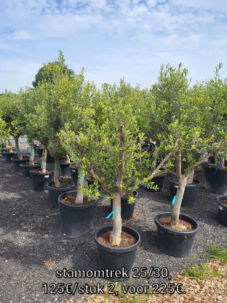 Olea europaea, circonférence du tronc 25/30, Enlèvement ou Envoi