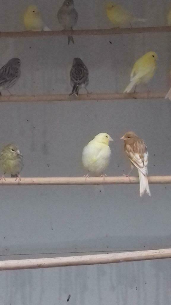 Kanaries, Meerdere dieren, Zangkanarie