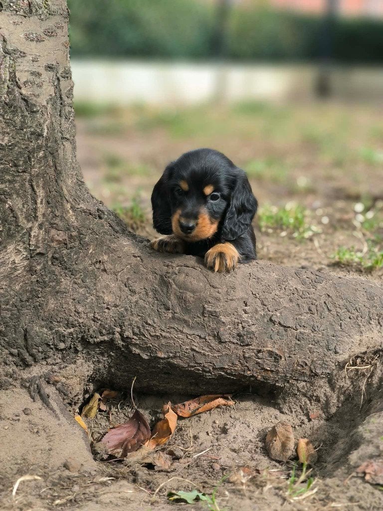 de magnifiques chiots teckels sont nés chez nous ! !, Maladie de Carré (chiens), Poils longs, Plusieurs, Nain