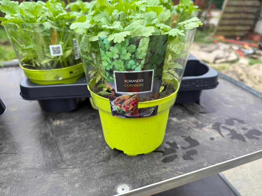 Kruiden planten, Tuin en Terras, Ophalen, Kruiden