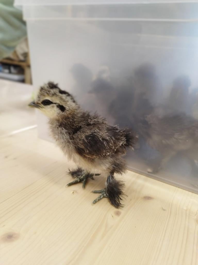 Zijdehoenders, Dieren en Toebehoren